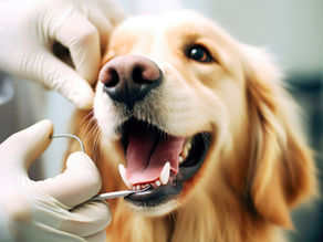 Doggy Dental: How Often Should You Have Your Dog’s Teeth Checked and What Can Happen if You Don’t