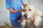 a dog is being examined by a veterinarian at the animal clinic