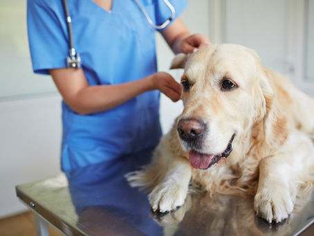 What Is Kennel Cough in Dogs and How to Prevent It?