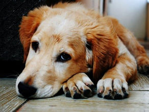 What Is Osteoarthritis and How to Protect Your Pet From Pain