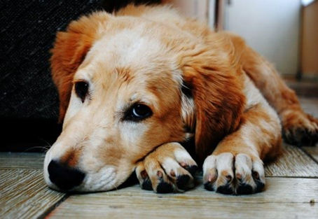 What Is Osteoarthritis and How to Protect Your Pet From Pain