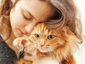 What Is the FVRCP Cat Vaccine?  The importance of Cat Vaccination 