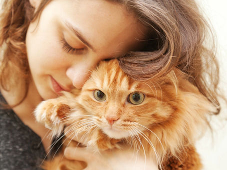 What Is the FVRCP Cat Vaccine?  The importance of Cat Vaccination 