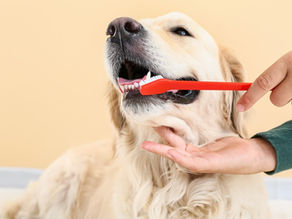 Five Tips for At-Home Pet Dental Care