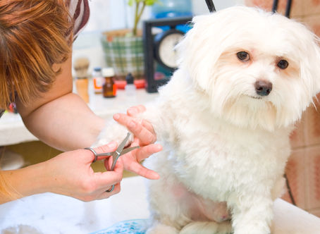 Top 5 Reasons to Groom Your Pet