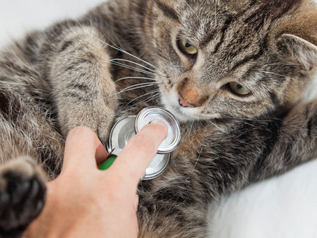 Catch Common Cat Health Problems