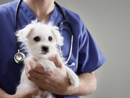 How Often Do Pets Need to Visit the Vet?